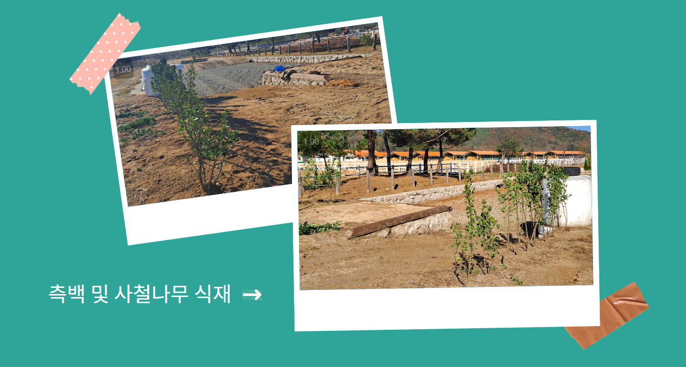 (구미시승마장) XC장애물 경기장 측백 및 사철나무 식재 첨부 이미지
